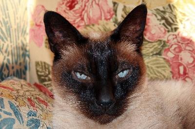 Siamese 1 image by AnnePIC from Fotolia.com Look into my eyes. You are going to do what I tell you ...