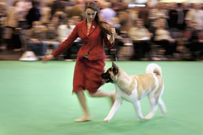 Bruno Vincent/Getty Images News/Getty Images Don't mess with an Akita's family.