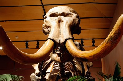 Ethan Miller/Getty Images News/Getty Images Paleontologists work with bones of mammoths.