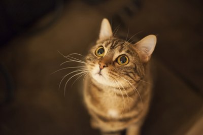 Julija/iStock/Getty Images Has your kitty turned into an alarm clock?