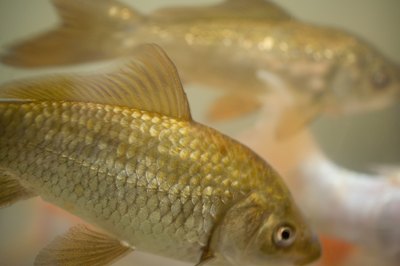 Jupiterimages/Photos.com/Getty Images Overcrowding contributes to poor goldfish health.
