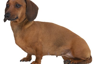 Hemera Technologies/PhotoObjects.net/Getty Images A dachshund's eyesight can be threatened by genetically linked diseases.