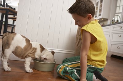 Chris Amaral/Photodisc/Getty Images Dogs and puppies can eat a variety of different foods.