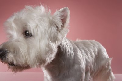 Chris Amaral/Digital Vision/Getty Images Dogs' actions are their words.