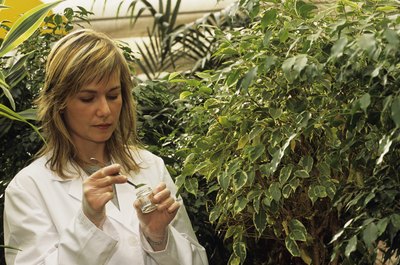 Andy Sotiriou/Photodisc/Getty Images Botanists study plants of all types, including algae and fungi.