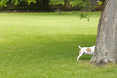 Kane Skennar/Photodisc/Getty Images Spotted: Sparky behind a tree giving into his digging fetish.