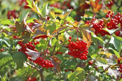Samuel tyk menneskemængde How to Identify a Shrub With Red Berries - Garden Guides