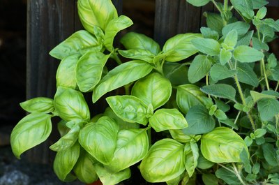 Garden Guides Basil Plant and Mites