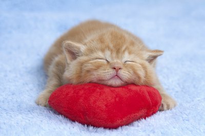 vvvita/iStock/Getty Images There are many causes of snoring in kittens.
