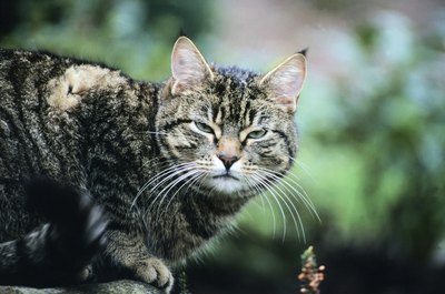 Ablestock.com/AbleStock.com/Getty Images Your cat may be threatened or blissful when her back is arched.