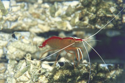 Jupiterimages/Photos.com/Getty Images Most hitchhiking shrimp are good additions to a reef aquarium.