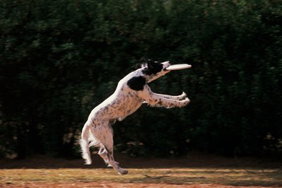 Comstock/Comstock/Getty Images A "hyper" dog might be the perfect candidate for a Frisbee contest.