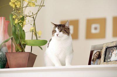Comstock Images/Comstock/Getty Images Potted plants, planter boxes and garden beds are very attractive to cats.