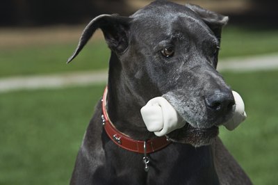 Brand X Pictures/Brand X Pictures/Getty Images This is the only kind of bone I care about.