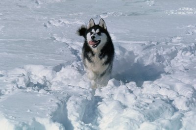 John Foxx/Stockbyte/Getty Images Winter can be harsh on a dog's feet.