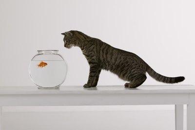 Comstock Images/Comstock/Getty Images Goldfish can remember things for at least a month.