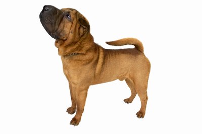 George Doyle & Ciaran Griffin/Stockbyte/Getty Images Keep your Shar-Pei's attention on you during training sessions.