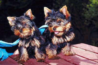 Jupiterimages/Photos.com/Getty Images Morkie puppies, like all puppies, require a lot of care and training.