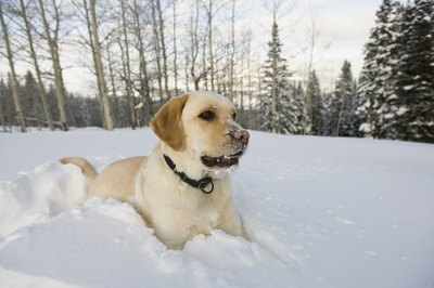 Jupiterimages/Comstock/Getty Images Dry winter skin can also cause more itching and scratching.