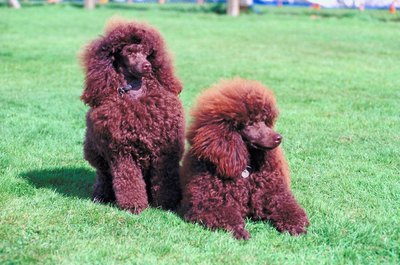 Jupiterimages/Photos.com/Getty Images Poodles require frequent grooming to prevent mats.