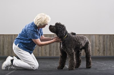 Apple Tree House/Lifesize/Getty Images The labradoodle is one cute designer dog.