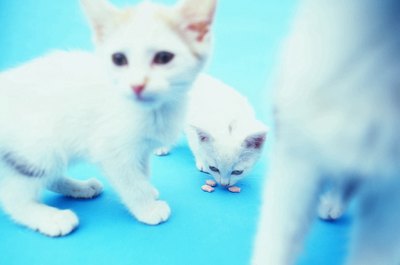 George Doyle/Stockbyte/Getty Images Only kittens with pink or light blue eyes are albinos.