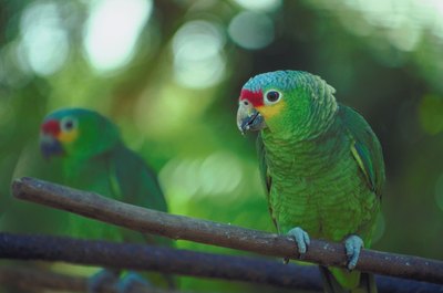 Jupiterimages/Photos.com/Getty Images Blue-fronted Amazon parrots are hardy birds, but they require a balanced diet in captivity nonetheless.