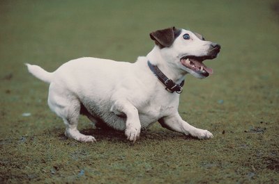 Jupiterimages/Photos.com/Getty Images Dogs like us, baby, we were born to dig.