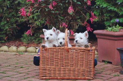 Jupiterimages/Photos.com/Getty Images Get to know your puppy's individual personality.
