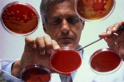 Jupiterimages/Photos.com/Getty Images Some strains of staph are resistant to antibiotics.