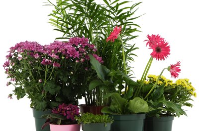 Jupiterimages/PhotoObjects.net/Getty Images Toxic potting soil is a sinister side to houseplants.