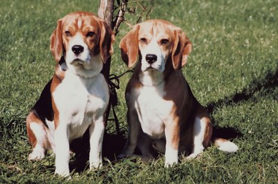 Jupiterimages/Photos.com/Getty Images Beagles are generally not aggressive dogs so you may have a problem if yours are fighting regularly.