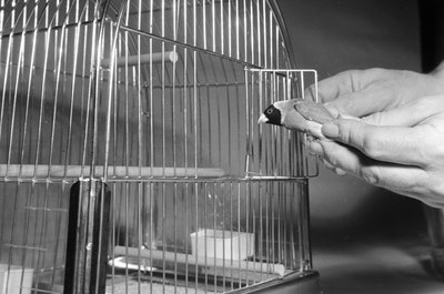 Al Barry/Valueline/Getty Images Keep some toys in your finch's cage for entertainment.