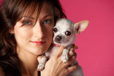 Jupiterimages/Photos.com/Getty Images It's not a Chihuahua's nature to be nervous.
