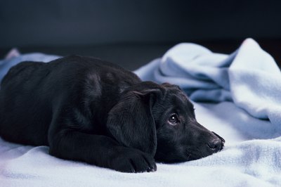 Comstock/Comstock/Getty Images All puppies need a place to sleep.