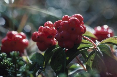Hemera Technologies/Photos.com/Getty Images Cook elderberries to make them safe to eat.