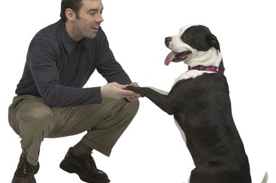 Hemera Technologies/PhotoObjects.net/Getty Images Your dog will make a deal for yeast-free Parsley Biscuits.
