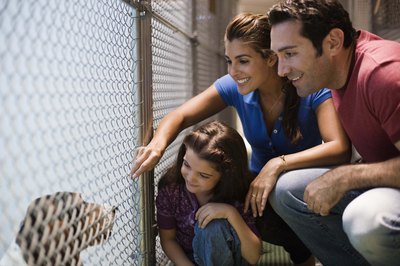 Jupiterimages/Brand X Pictures/Getty Images "How much is that doggie in the window?"
