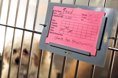 Thinkstock/Comstock/Getty Images Techs have an important role in animal care.