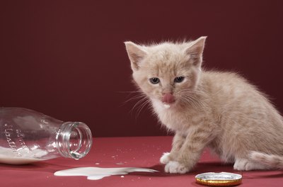Martin Poole/Photodisc/Getty Images A kitten's digestive tract may not be able to tolerate milk.