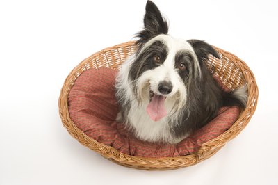 BananaStock/BananaStock/Getty Images Give your dog a comfy alternative to your furniture.
