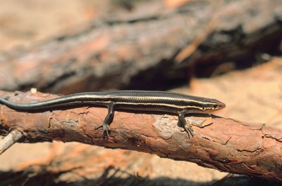 Jupiterimages/Photos.com/Getty Images A five-lined skink doesn't always have a blue tail.