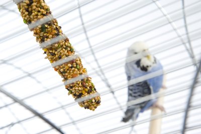 BananaStock/BananaStock/Getty Images Parkeets love to eat seed treats.