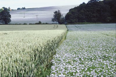 NA/AbleStock.com/Getty Images Flax, the source of flaxseed and its multiple health benefits, grows worldwide.