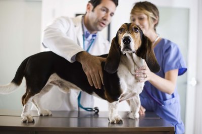 Jupiterimages/Brand X Pictures/Getty Images Only a veterinarian can diagnose diabetes insipidus.