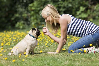 Jupiterimages/Polka Dot/Getty Images Pugs are social creatures and dedicated companions.