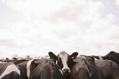 Jupiterimages/BananaStock/Getty Images Millions of conventionally raised cattle occupy U.S. feedlots.
