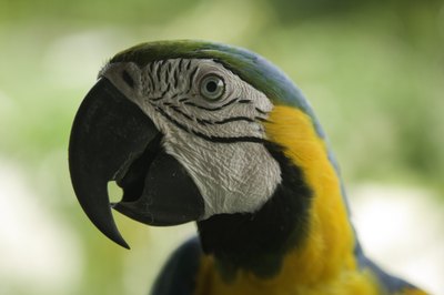 Photodisc/Photodisc/Getty Images He needs a strong beak to effectively eat.