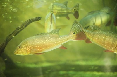 Photodisc/Digital Vision/Getty Images If you can DIY, you can build an aquarium from scratch.