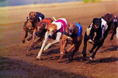 Stockbyte/Stockbyte/Getty Images Greyhounds love to run, but running too hard could cause exertional rhabdomyolysis.